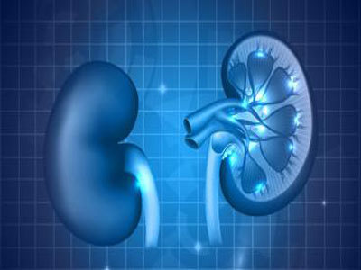 3D打印肾脏重要结构接近真实功能 理论上可合成完整肾脏